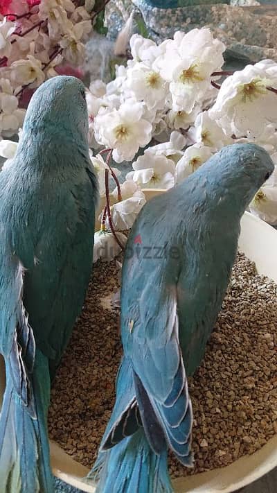 ببغاء دره