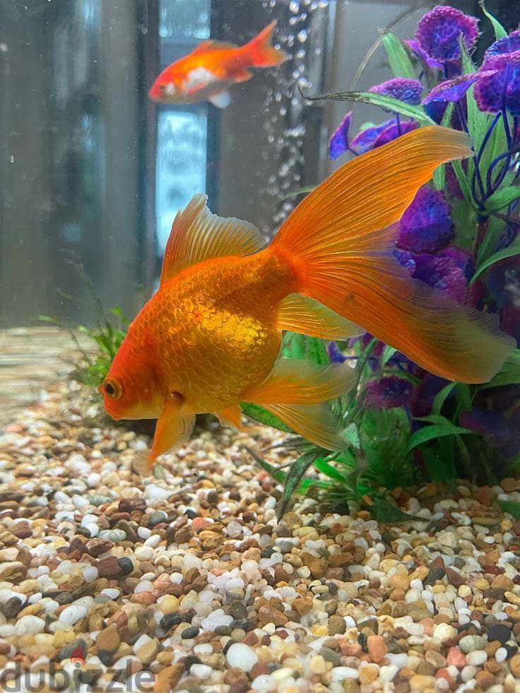 Royal fish 2