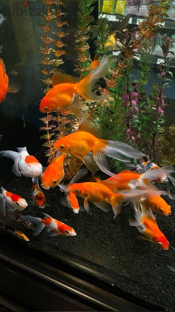Royal fish 3