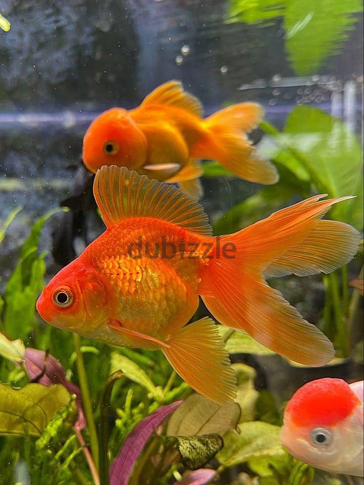 Royal fish 4