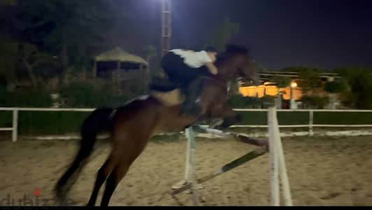 female English horse