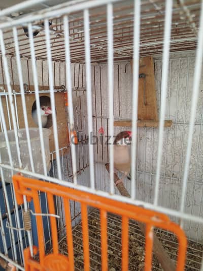 قصين جاوا فون وحبشب وبنت سيلفر