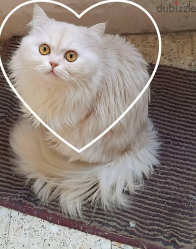 غيط العنب