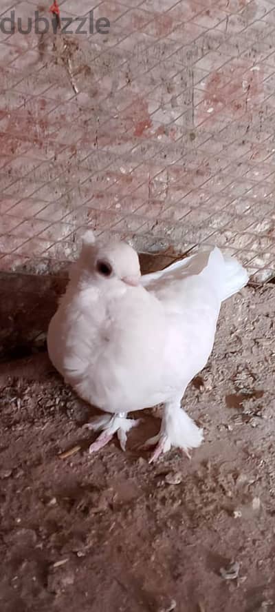 القطاميه