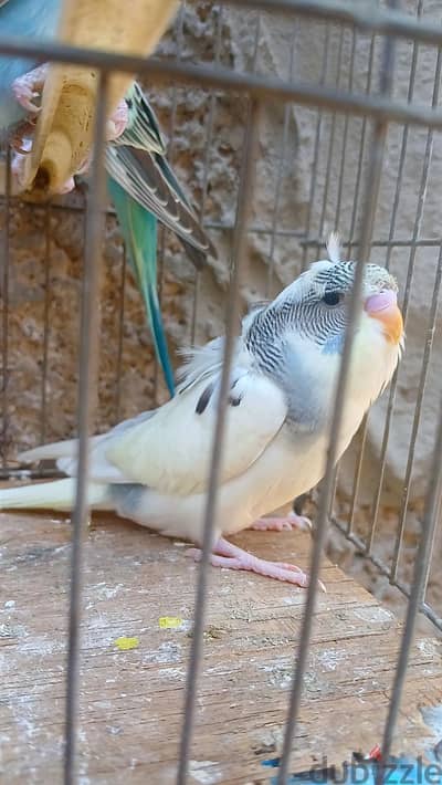 4 شباب للبيع