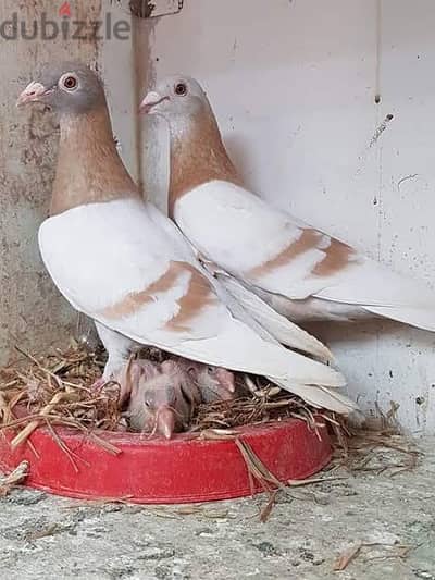 المنصوره