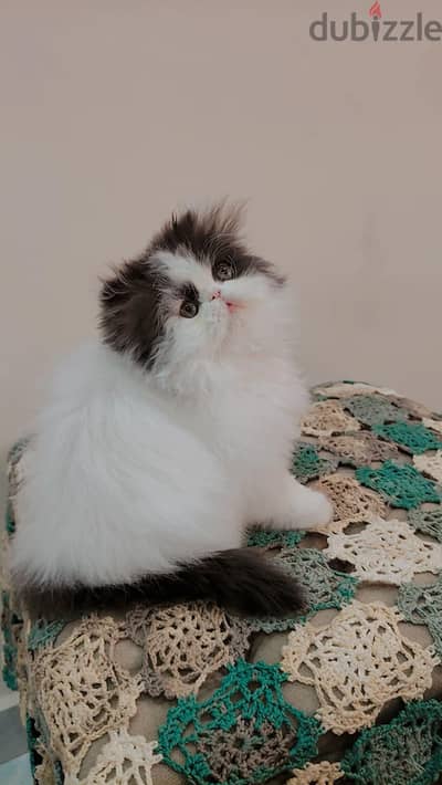 قطه فان بلاك