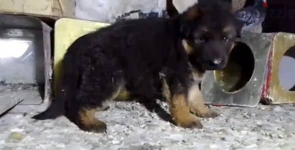 German Sheperd Puppies