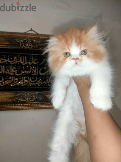 2 ذكور  بيرشن ريد وايت العمر