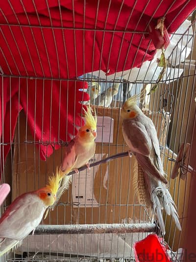 طيور كوكتيل نقية للبيع  | Pure Cockatiel Birds for Sale