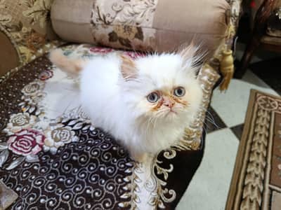ولد وبنت هيمالايا اورنج