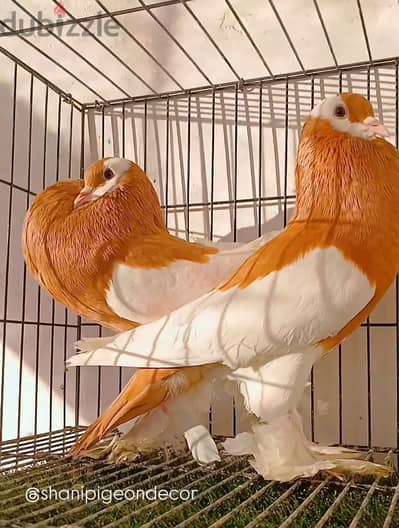 yellow reverse wing pouters