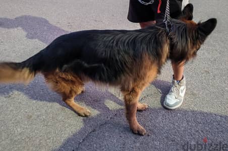 German shepherd long hair