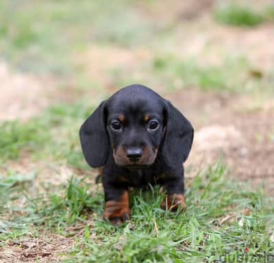 Rabbit dachshund puppy female from Russia