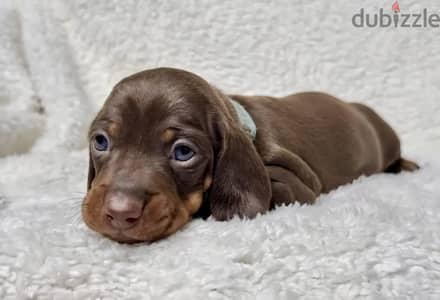 Rabbit dachshund puppy boy from Russia