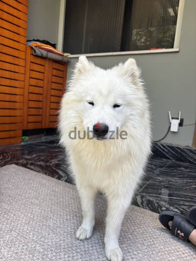 Samoyed dog for 25,000