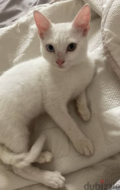 Mixed Cat