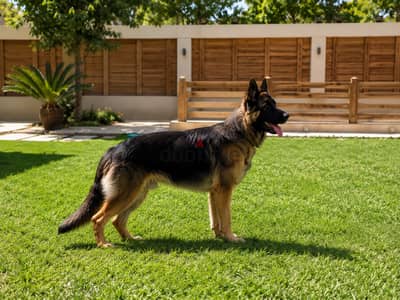 High Quality German Shepherd Male 1.5 Years Old
