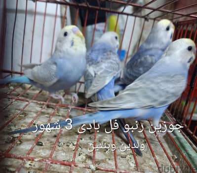 رنبوهات وفلل مميزة