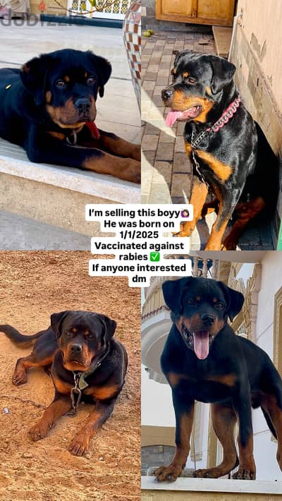 Rottwiler for sale