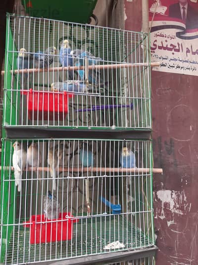 المنوفية البتانون شبين الكوم