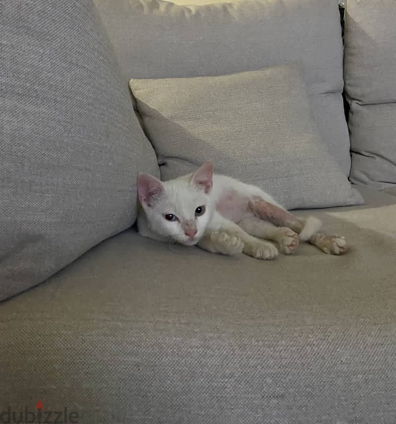 Mixed Cat 2