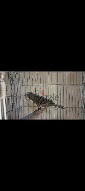 ذكر كناري اسود تغريد صداع