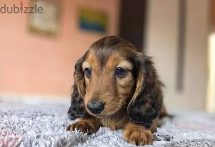 Rabbit dachshund puppy boy from Russia