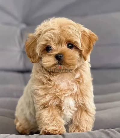 Maltipoo puppies from Russia