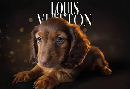 Rabbit dachshund puppy male from Russia