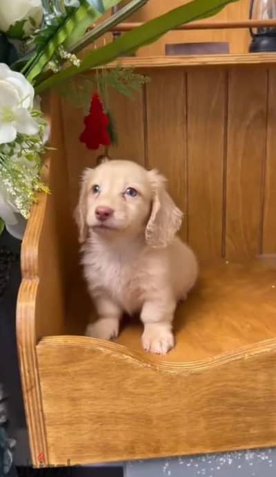 Rabbit dachshund puppy boy