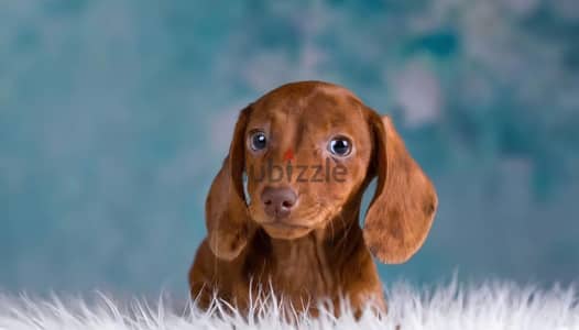 Rabbit dachshund puppy female from Russia