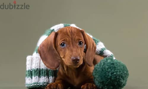 Rabbit dachshund puppy male from Russia