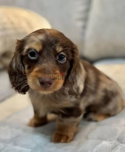 Rabbit dachshund puppy male from Russia