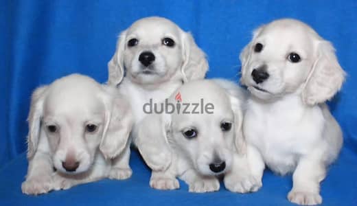 Rabbit dachshund puppy male