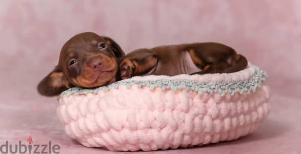Rabbit dachshund puppy female