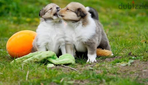 Collie puppy female from Russia
