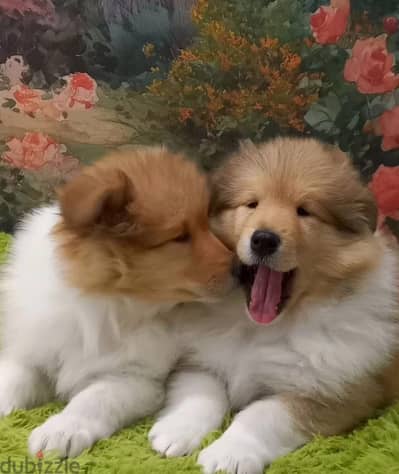 Collie puppy boy from Russia