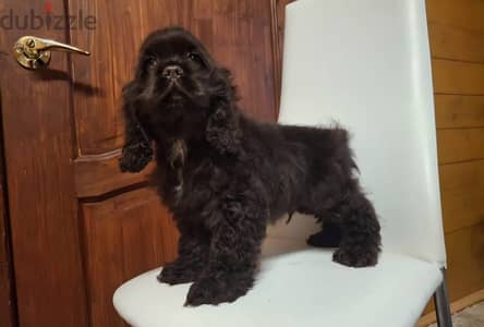 Cocker spaniel puppy boy