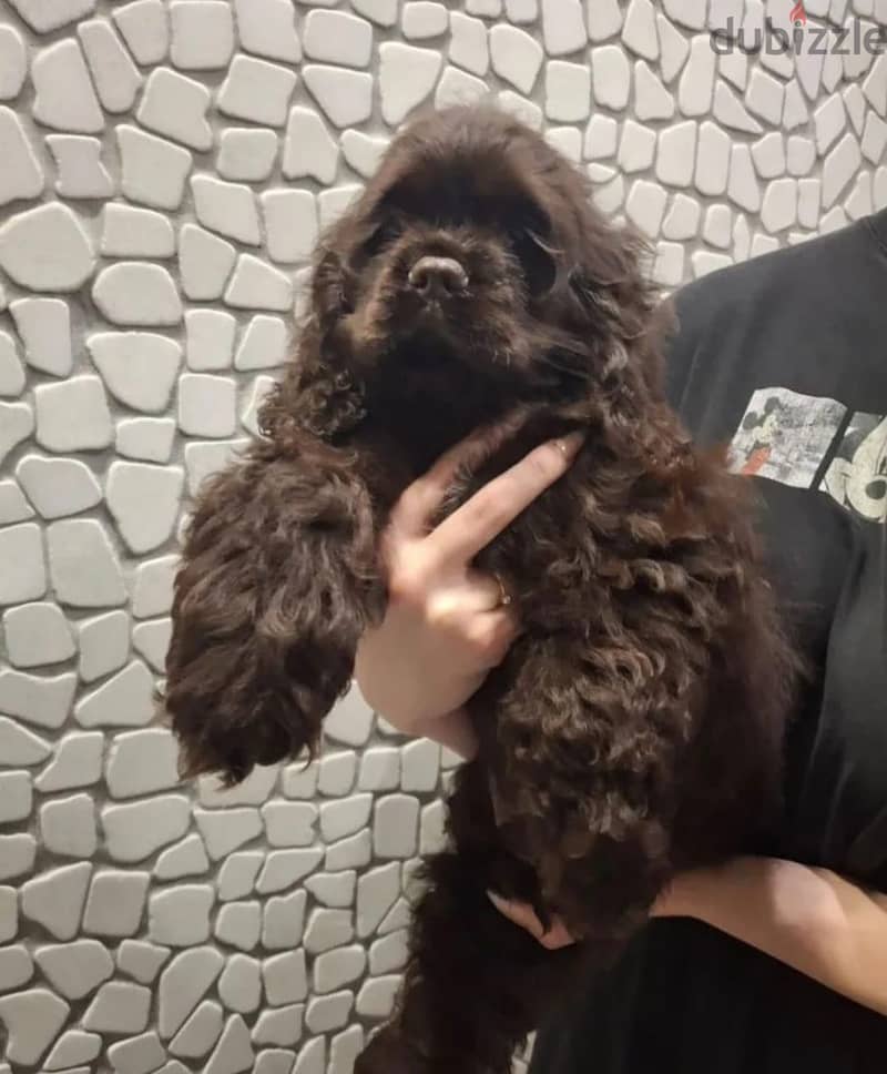 Cocker spaniel puppy boy 1