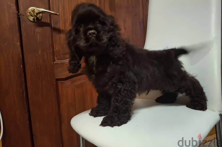 Cocker spaniel puppy boy 2