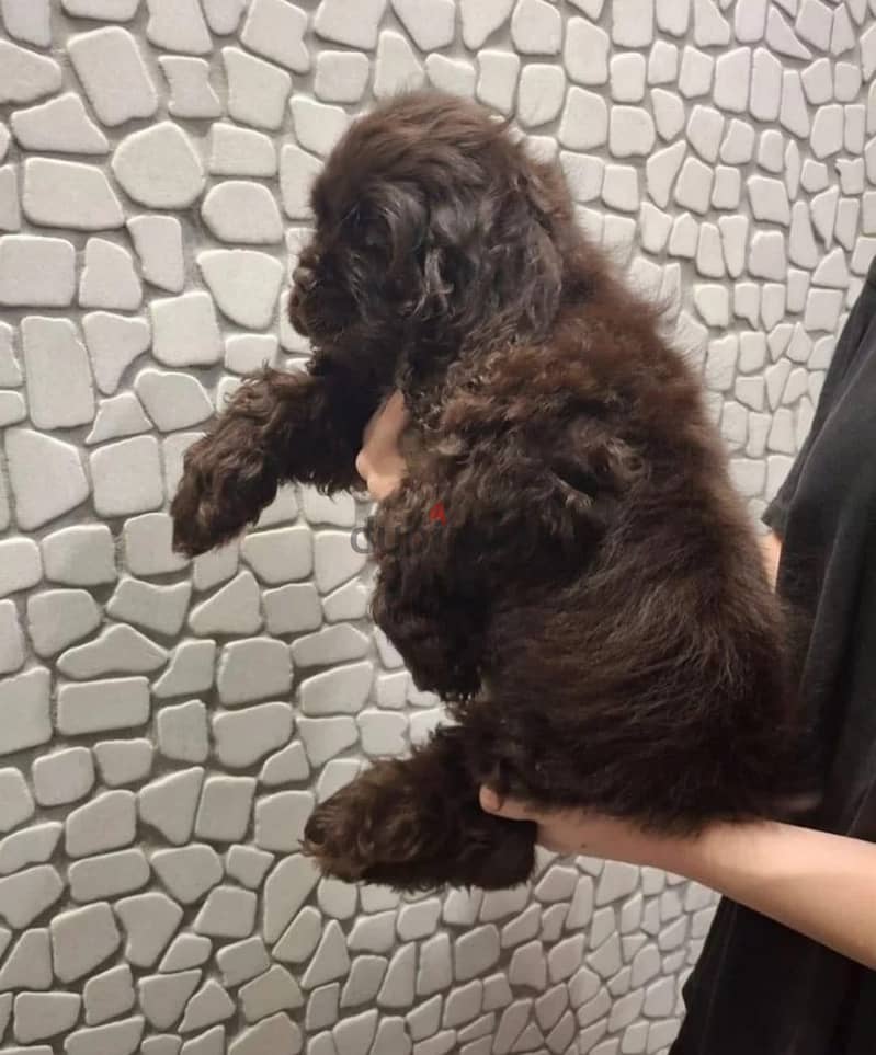 Cocker spaniel puppy boy 3