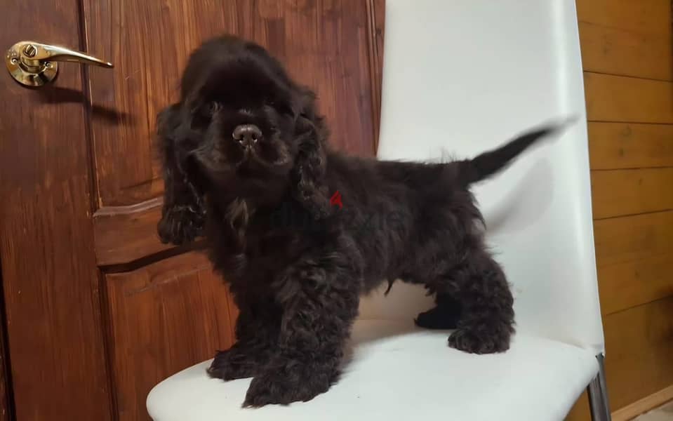 Cocker spaniel puppy boy 4