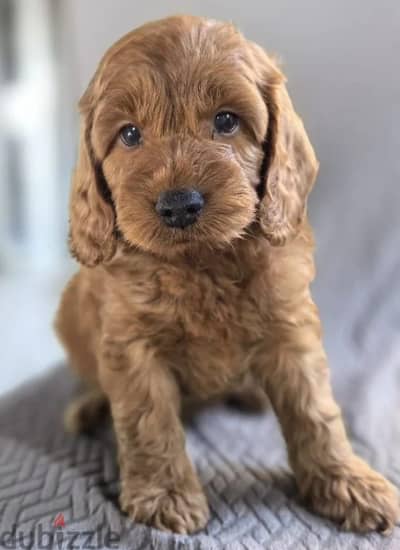 Cockapoo puppy male from Russia