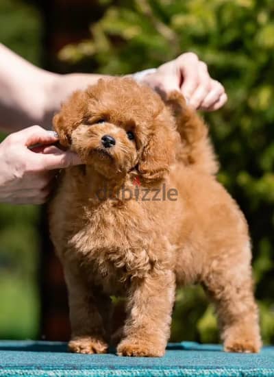 Miniature poodle puppy male from Russia