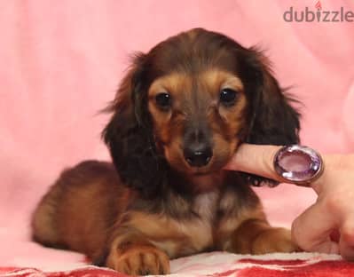 Miniature dachshund puppy
