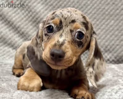 Miniature dachshund puppy male