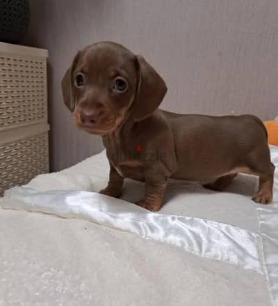 Miniature dachshund puppy female