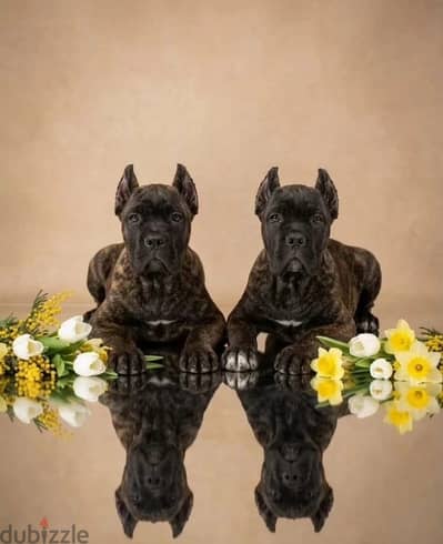 Cane corso puppy