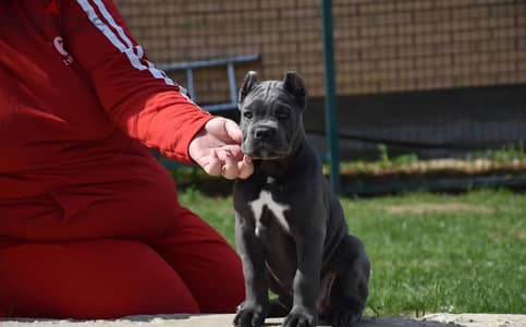 Cane corso puppies females from Russia
